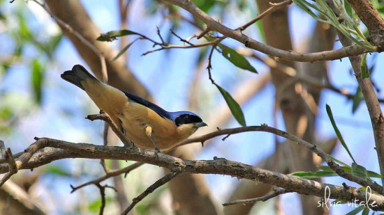 Saíra de antifaz/Fawn-breasted Tanager