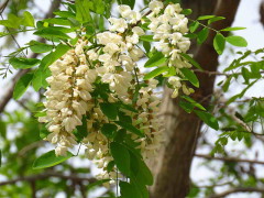 Acacia blanca/Black locust