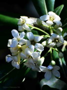 Azarero/Japanese pittosporum