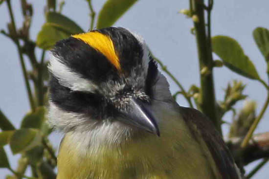 Benteveo común/Great Kiskadee