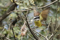 Benteveo común/Great Kiskadee