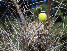 Benteveo común/Great Kiskadee