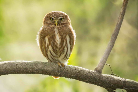 Caburé chico/Ferruginous Pygmy-Owl