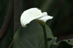 Cala/Calla lily