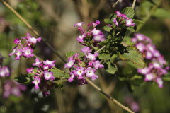 Camará morada/Lantana megapotamica