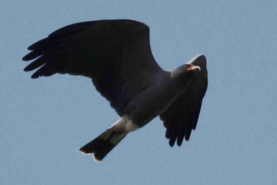 Caracolero/Snail Kite