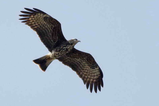 Caracolero/Snail Kite