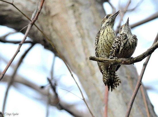 Carpintero bataraz chico/Checkered Woodpecker