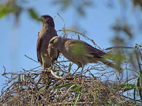 Chimango/Chimango Caracara