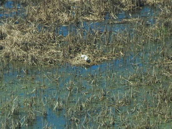 Cisne cuello negro/Black-necked Swan