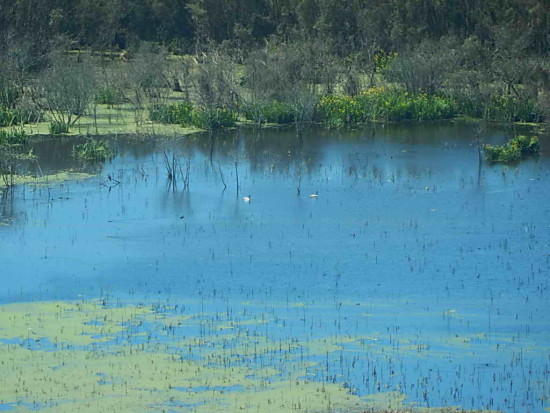 Cisne cuello negro/Black-necked Swan