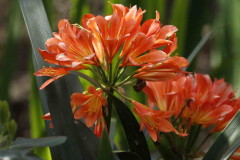 Clivia/Clivia