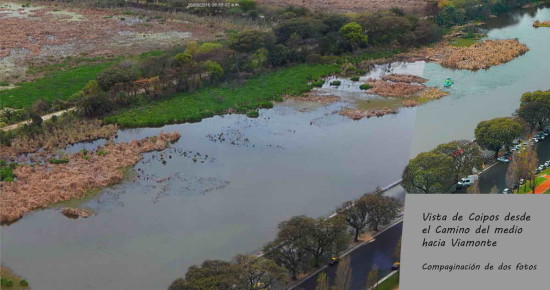 Coipos/Coypu Pond