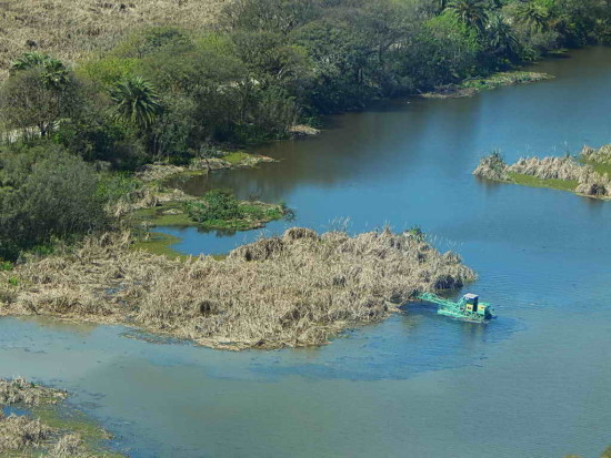 Coipos/Coypu Pond