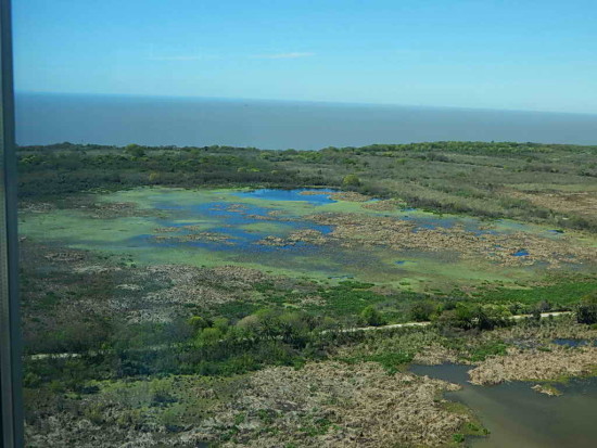 Coipos y Gaviotas/Coypu and Gull Ponds