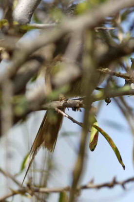 Coludito copetón/ Tufted-Tit Spinetail