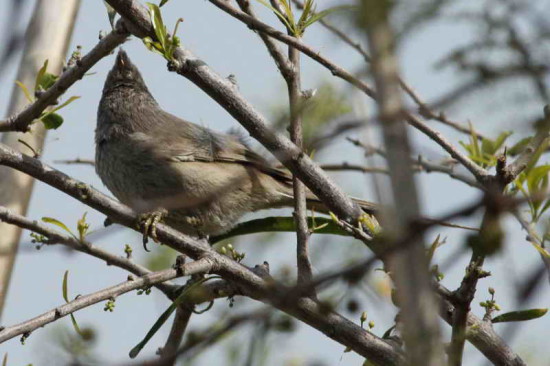 Coludito copetón/ Tufted-Tit Spinetail