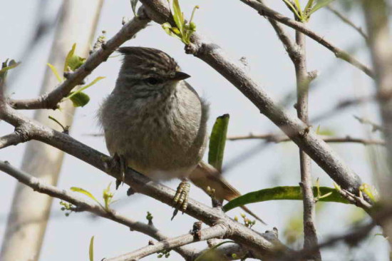 Coludito copetón/ Tufted-Tit Spinetail