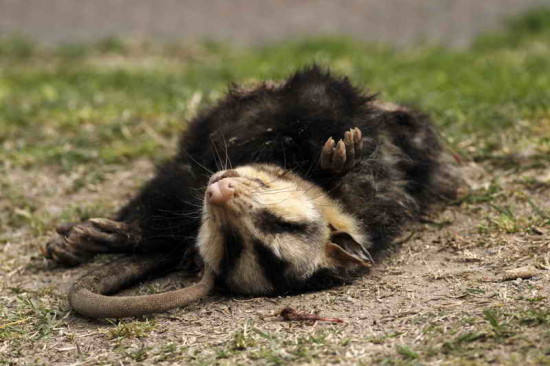 Comadreja overa/White-eared Opossum