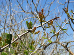 Coronillo/Boxleaf scutia