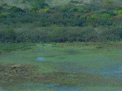 Gaviotas/Gull Pond