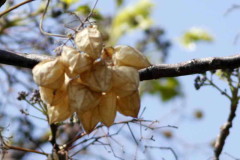 Globito cipó/Balloon vine