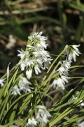 Lágrima de la virgen/Three-cornered leek