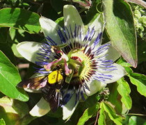 Mburucuyá/Passion flower