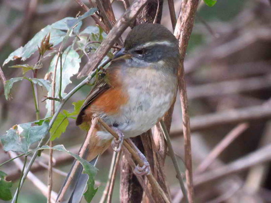 Monterita litoraleña/Grey-throated Warbling-Finch