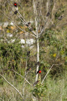 Pecho colorado/White-browed Meadowlark