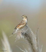 Pico de plata/Spectacled Tyrant