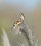 Pico de plata/Spectacled Tyrant