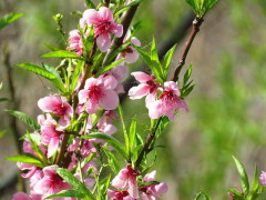 Prunus sp