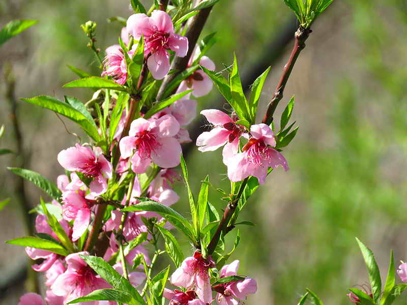 ROSA - Siriri Mates