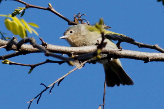 Saí común/Chestnut-vented Conebill