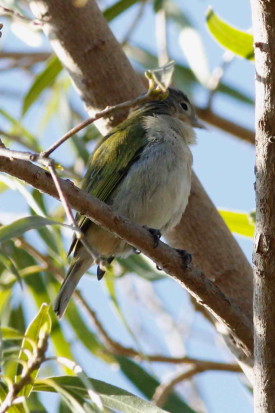 Saí común/Chestnut-vented Conebill