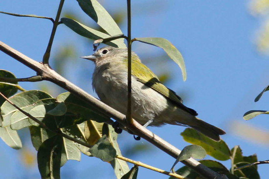 Saí común/Chestnut-vented Conebill