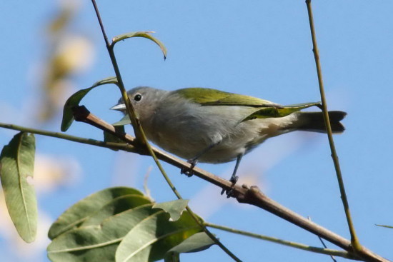 Saí común/Chestnut-vented Conebill