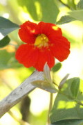 Taco de reina/Nasturtium