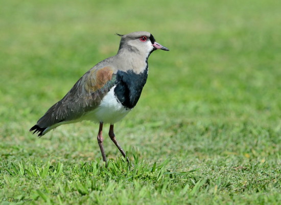 Tero común/Southern Lapwing