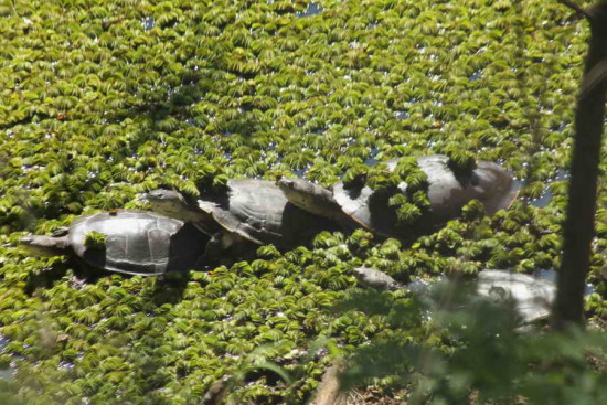 Torutga de laguna/Side-necked turtle