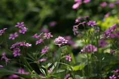 Vinagrillo rosado/Pink sorrel