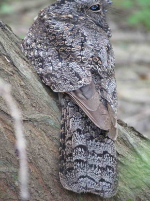 Atajacaminos ñañarca/Band-winged Nightjar