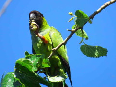 Ñanday/Nenday Parakeet