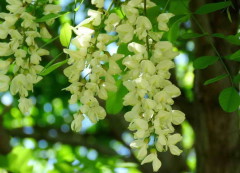 Acacia blanca/Black Locust