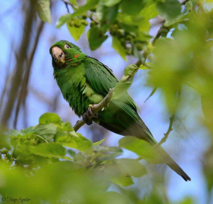 Calancate ala roja/White-eyed Parakeet