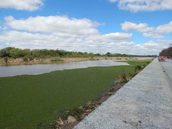 Coipos/Coypu Pond