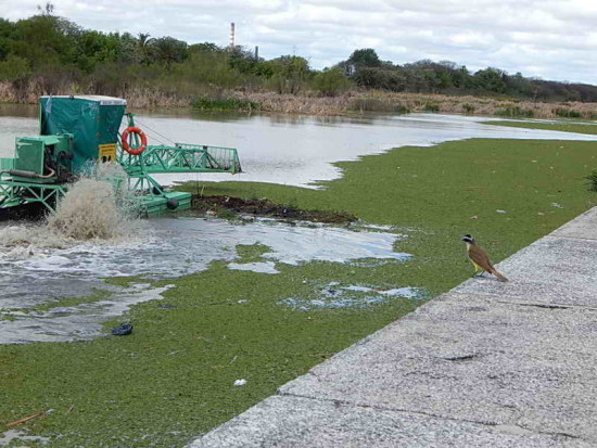 Coipos/Coypu Pond