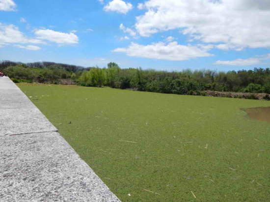 Coipos/Coypu Pond