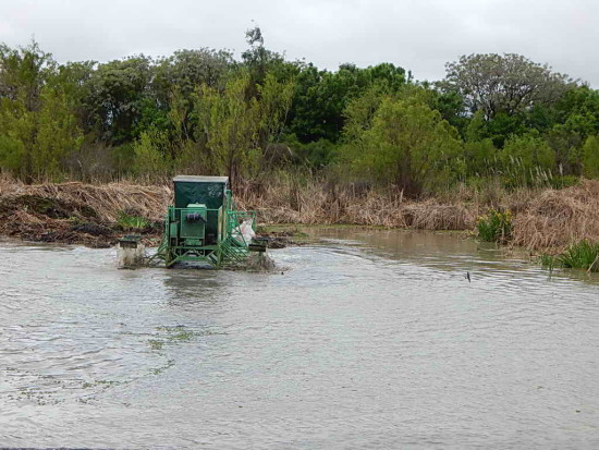 Coipos/Coypu Pond